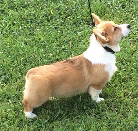 Below are our newest added corgis available for adoption in georgia. Corgi Puppies for Sale in Georgia - Cook Arena Corgis
