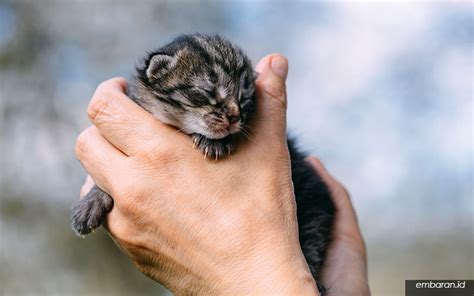 Memiliki anak kucing memberikan banyak manfaat kepada tuan kucing itu sendiri. ֎ 5 Cara Merawat Anak Kucing Kampung yang Baru Lahir ...
