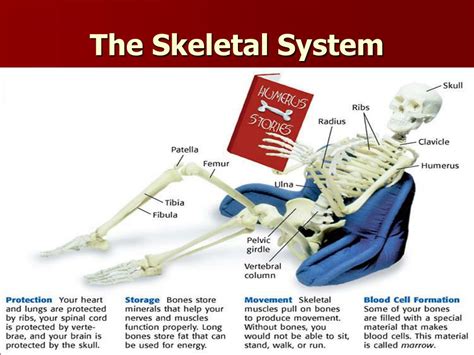 Ppt Bone Structure And Skeletal System Powerpoint Presentation Free