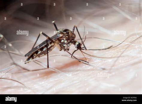 Aedes Aegypti Mosquito On Human Skin Stock Photo Alamy