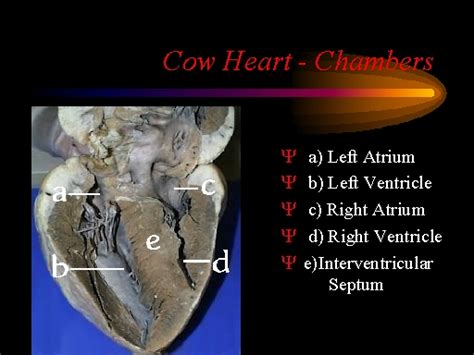Cow Heart Chambers