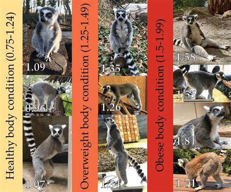 Images Of Different Adult Lemurs In One Of Three Body Conditions As