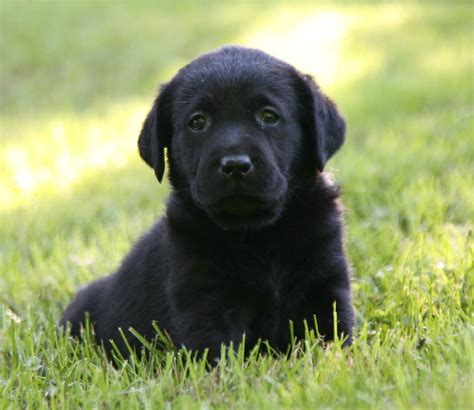 No wonder it's so popular! Black Labrador Retriever Puppies For Sale | Hidden Pond ...
