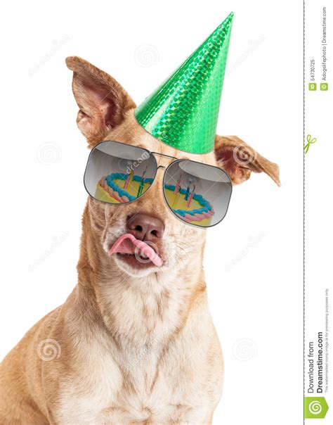 Funny Dog Birthday Cake Reflection Stock Image Image Of