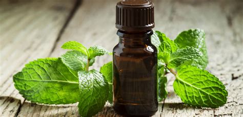 Is Peppermint Oil Safe For Dogs My Pet Needs That