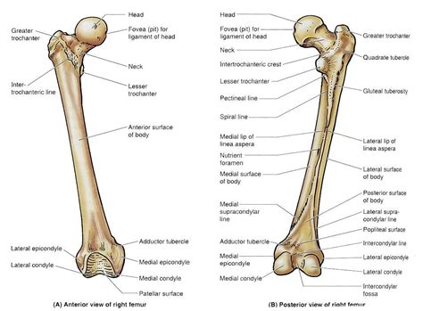 This has become a standard method that allows calculation of the rate of bone formation in all four bone compartments (cancellous, endocortical, intracortical, and periosteal. Anteromedial Thigh at Meredith College - StudyBlue