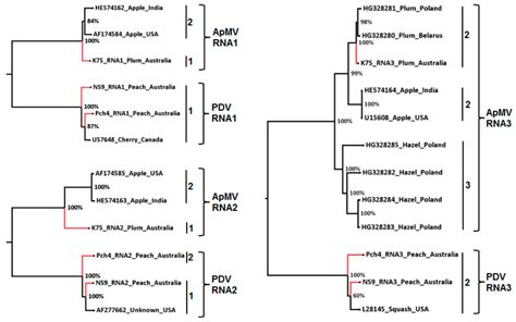 Viruses Free Full Text The Incidence And Genetic Diversity Of Apple