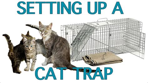 Updated How To Set A Cat Trap Youtube