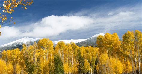 Use The Leaf Ometer To Check The Changing Fall Colors Around Flagstaff