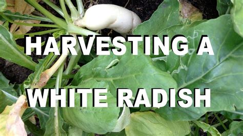 Harvesting A White Radish Daikon Youtube