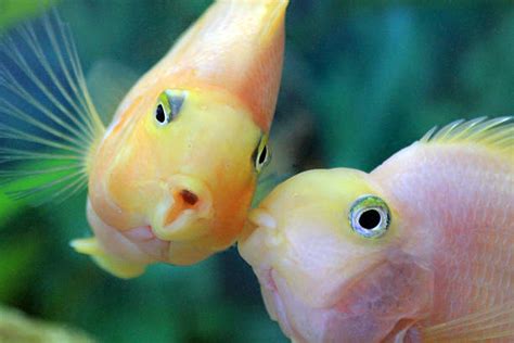 50 Goldfish Kissing Love Fish Stock Photos Pictures And Royalty Free