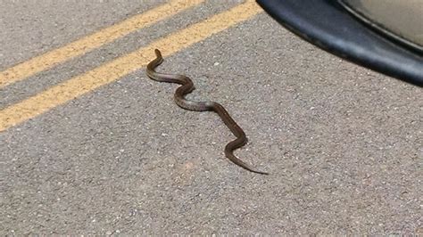 1/2 black & 1/2 native american or puerto rican will work also. Almost ran over this Black Mamba snake this morning - AR15.COM