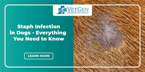 Staph Infection In Dogs Everything You Need To Know