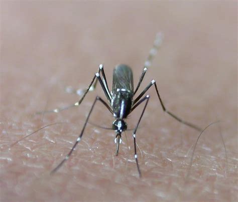 La Travesía Del Mosquito Tigre Desde Asia Hasta Nuestra Casa
