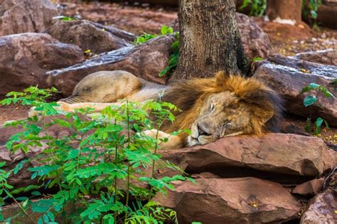 Sleeping Lion Vectors Photos And Psd Files Free Download