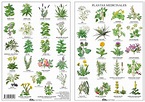 Diario AZprensa: Plantas medicinales: Lo natural es… consultar con el ...