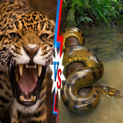 Jaguar Vs Anaconda A Battle In The Amazon Caninebeast