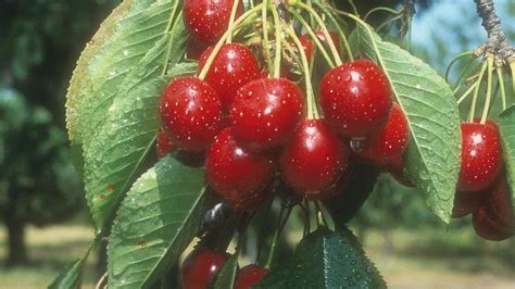 Usda Buys 20m Cherries From Mich Farmers To Help Communities