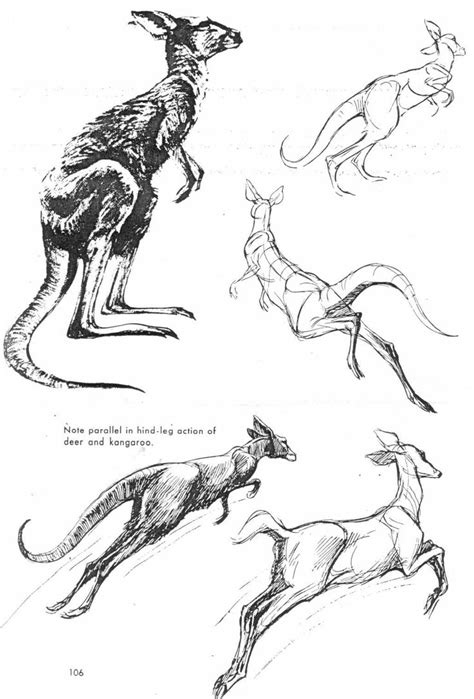 Art Of Animal Drawing Animal Drawings Animal Sketches Drawings