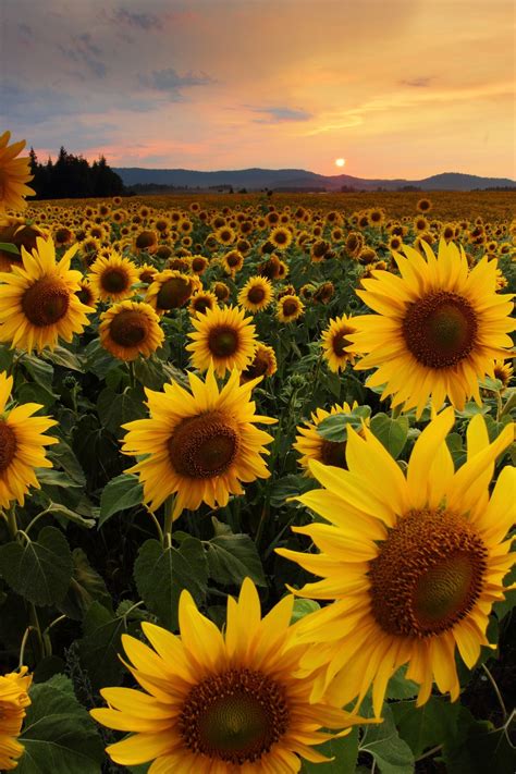 Free Evening Image On Unsplash Sunflower Photography Sunflower