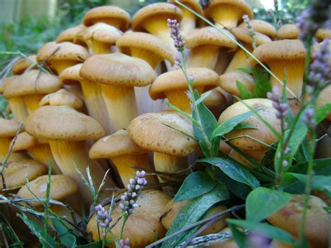 Large Orange Mushroom Clusters Se Us Mushroom Hunting And