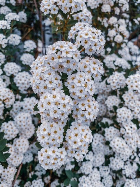 Clusters Of White Flowers On Branches · Free Stock Photo