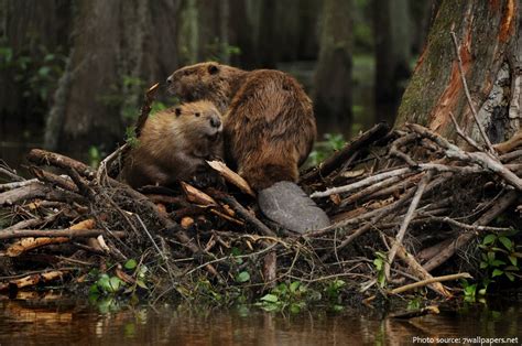 Interesting Facts About North American Beavers Just Fun Facts