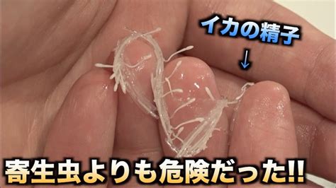 【検証】イカの精子を絶対食べてはいけない理由がわかる動画 youtube