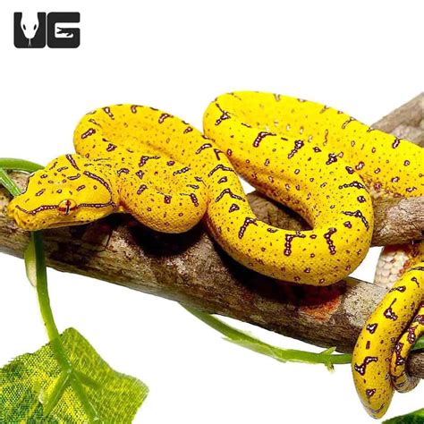 Baby Sorong Green Tree Pythons Morelia Viridis For Sale Underground