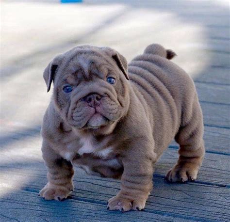 Lilac English Bulldog Puppies For Sale Cute Dogs Puppies Cute Baby