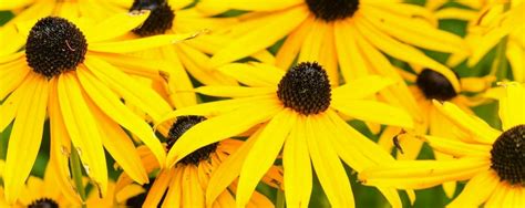 Fun Facts About Marylands State Flower Black Eyed Susan Oaklawn