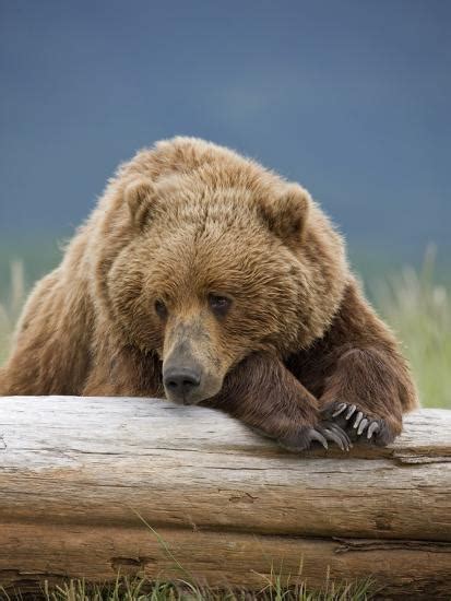Grizzly Bear Resting On Log At Hallo Bay Photographic Print Paul