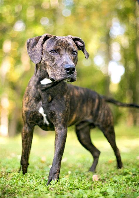 Plott Hound Dog Breed Information And Characteristics Daily Paws