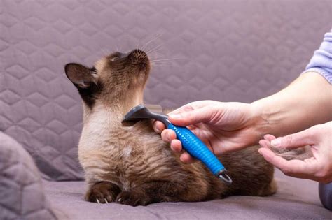 How To Deal With Matted Cat Fur 3 Options Explored Thecatsite