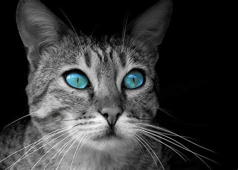 Cool Kitty Eyes Sephoracolorwash Cats Turquoise Eyes Kitty