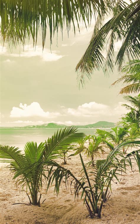 Download 800x1280 Tropical Beach Palm Trees Wallpapers For Galaxy Note