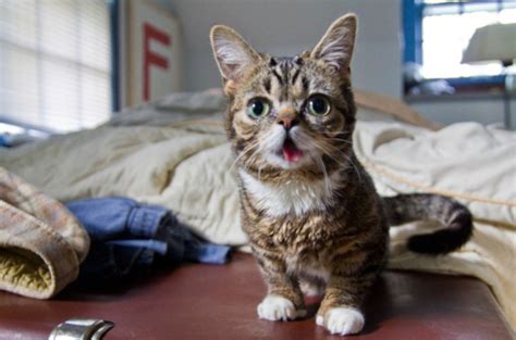 Lil Bub Is This The Cutest Cat In The World Daily Mail Online