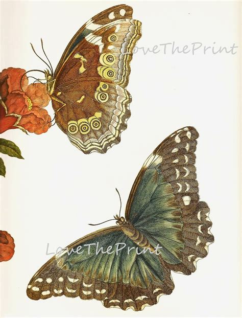 Butterfly Print Botanical Art Print 7 Beautiful Antique Etsy