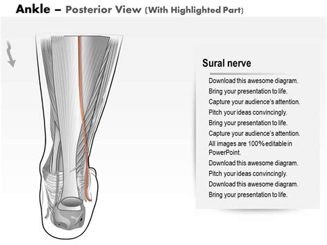 0514 Ankle Posterior Medical Images For Powerpoint Presentation