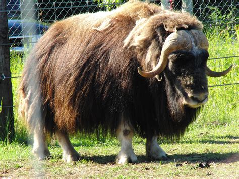 Large Animal Research Station In Fairbanks Alaska European Bison Wild