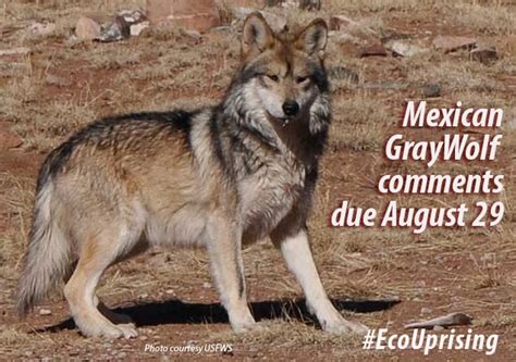 Ecouprising Call To Action Public Comments To Save Mexican Gray Wolves