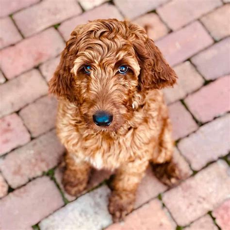 Have You Met The Active And Intelligent Irish Doodle K9 Web