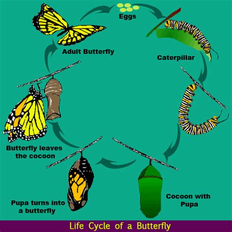 Life Cycle Of A Butterfly Science Lessons For Kids The K8 School