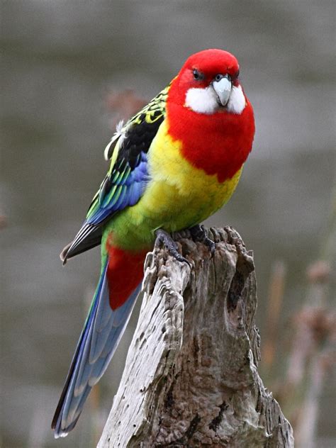 Pet Birds From Australia An Introduction To Rosellas