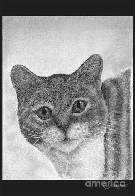 Graphite Cat Drawing By Sagar Phad Fine Art America