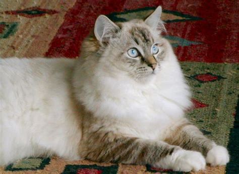 Photo Gallery Member Galleries Catillaccats Ragdolls Seal Lynx Point Mitted Female