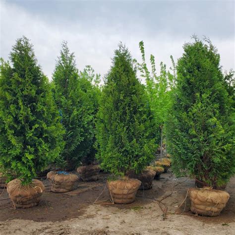 Thuja Occidentalis ‘nigra Nigra Arborvitae Doty Nurseries