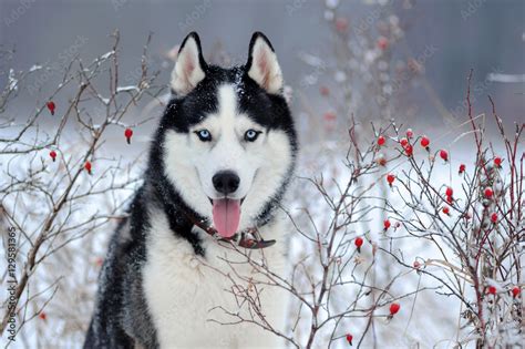 Stockfoto Siberian Husky Dog Black And White Colour In Winter Adobe Stock
