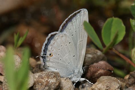 Wild Utah Butterfly Photos Western Tailed Blue Male Cupido Amyntula