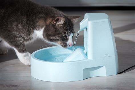 Best Cat Fountain Cheap Selling Save Jlcatj Gob Mx